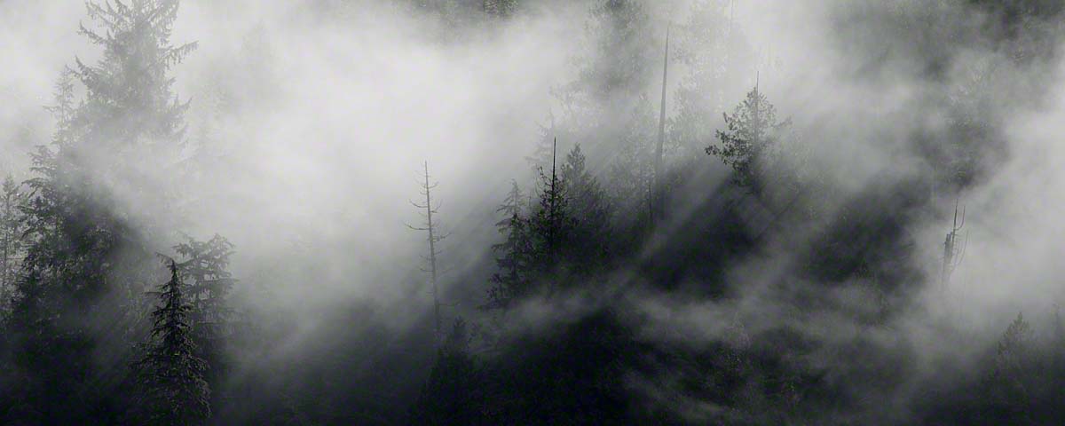 Morning mist in the Great Bear Rainforest
