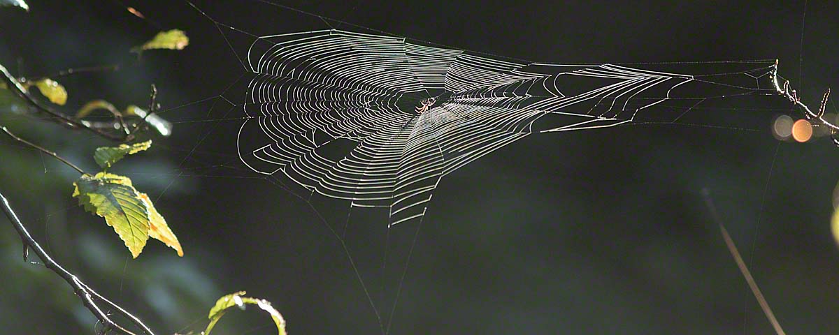 Spiderweb in Great Bear Rainforest