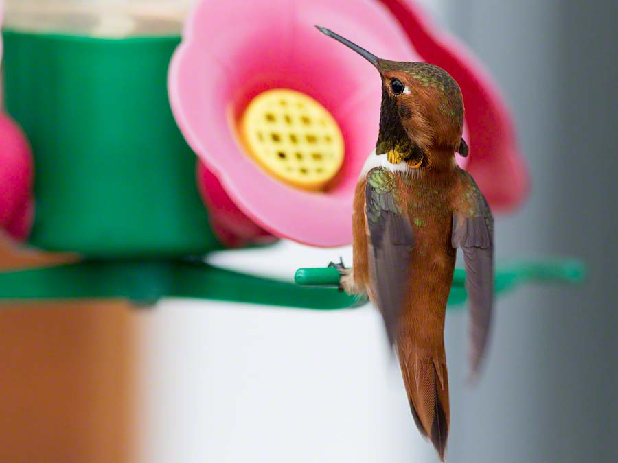 Rufous hummingbird at Great Bear Lodge