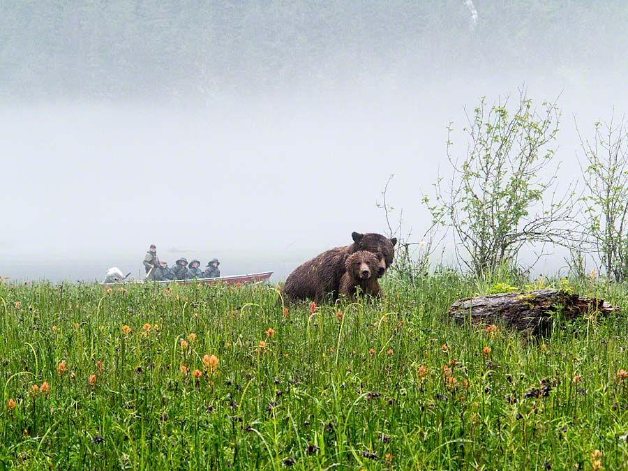 Grizzly Romance