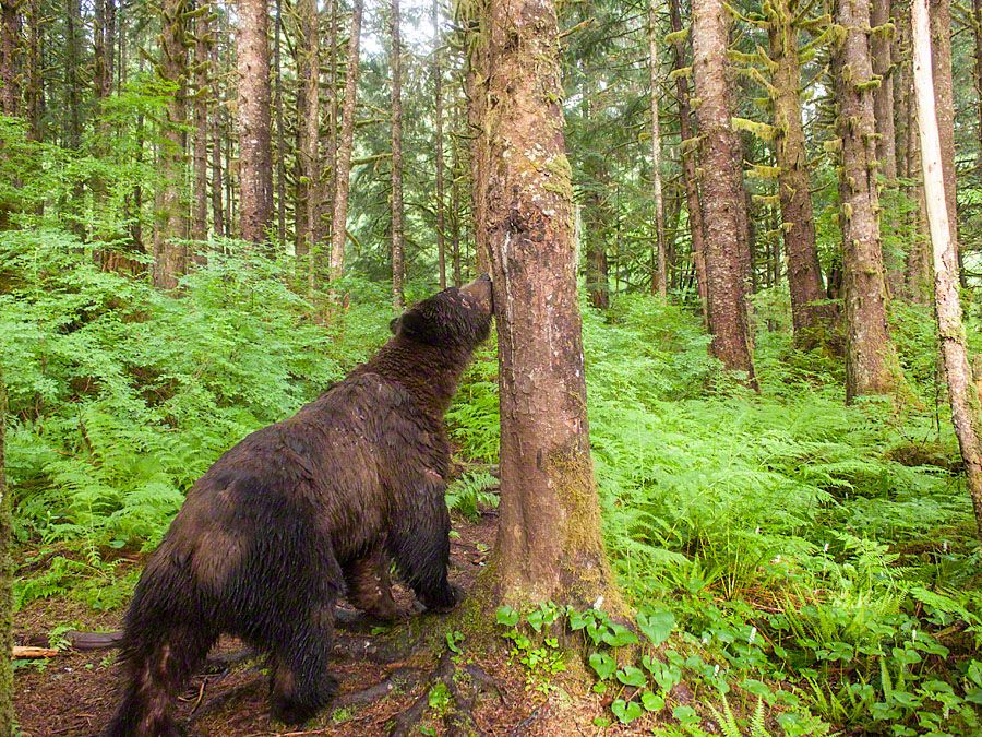 Grizzly bears, wildlife tours, located in the Great Bear Rainforest