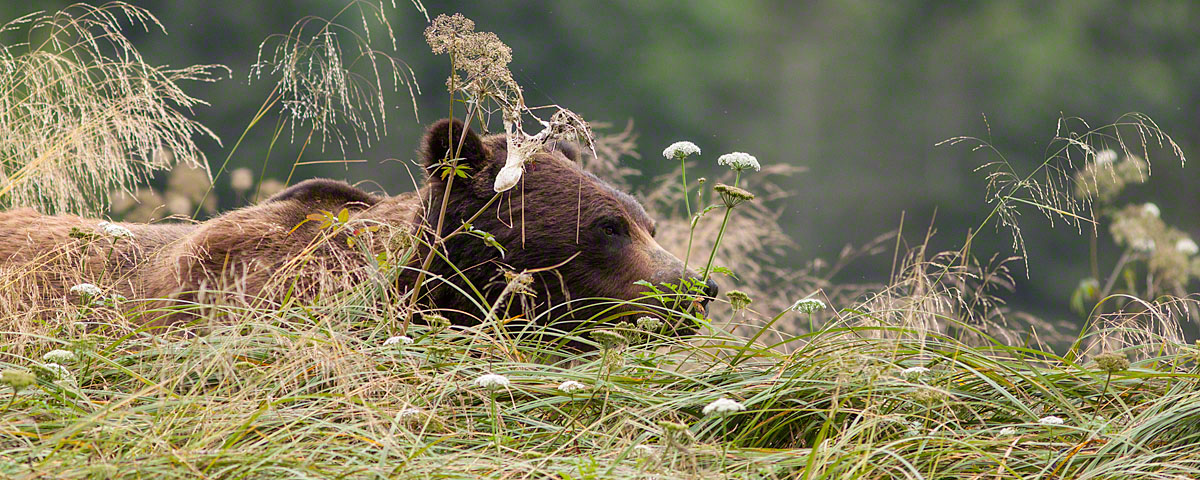 Grizzly bear in summer viewing season