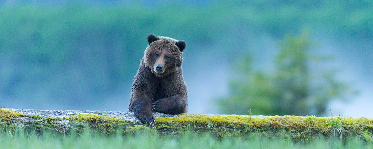Grizzly bear leaning on a bar