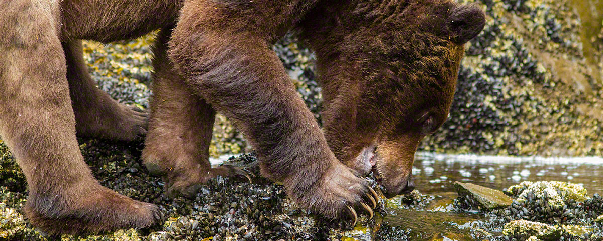 Grizzly bear eating mussels