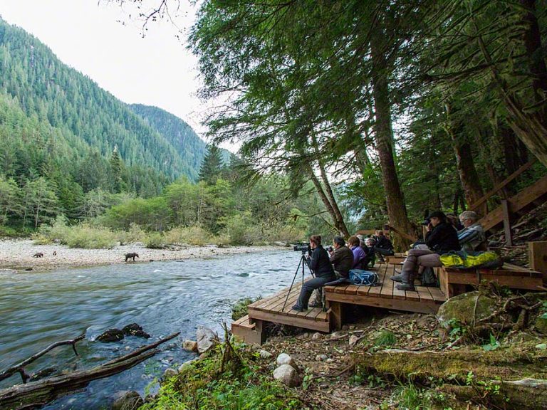 great bear lodge and nature tours