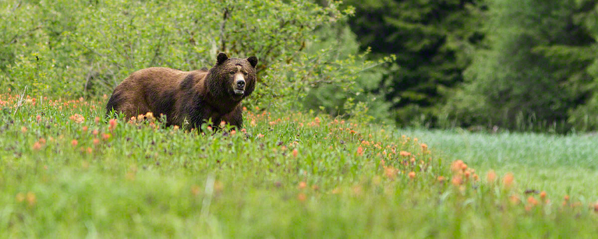 Male bear in spring flowers